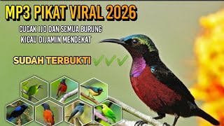 Download lagu Mp3 pikat burung cucak ijo dan burung kecil viral terbaru 2026 jaminan langsung datang mp3