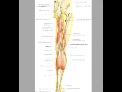 Mal di collo è inclinato verso sinistra e in avanti Fisioterapia per cervicale della colonna vertebrale toracica