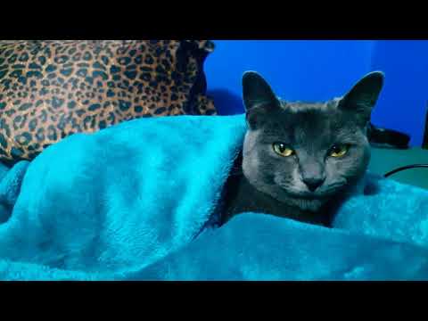 Conversion With A Kitten 😻 (Nahla)