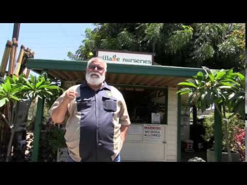 How to maintain and identify Indian Hawthorn