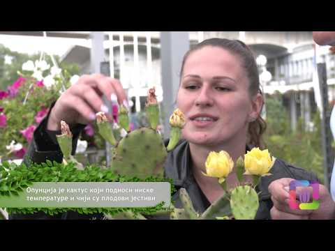 Cvetni kutak ep. 33 25.06.2020. Sajam hortikulture, Ivana Krga Veljković, Trg Kralja Petra I Pančevo