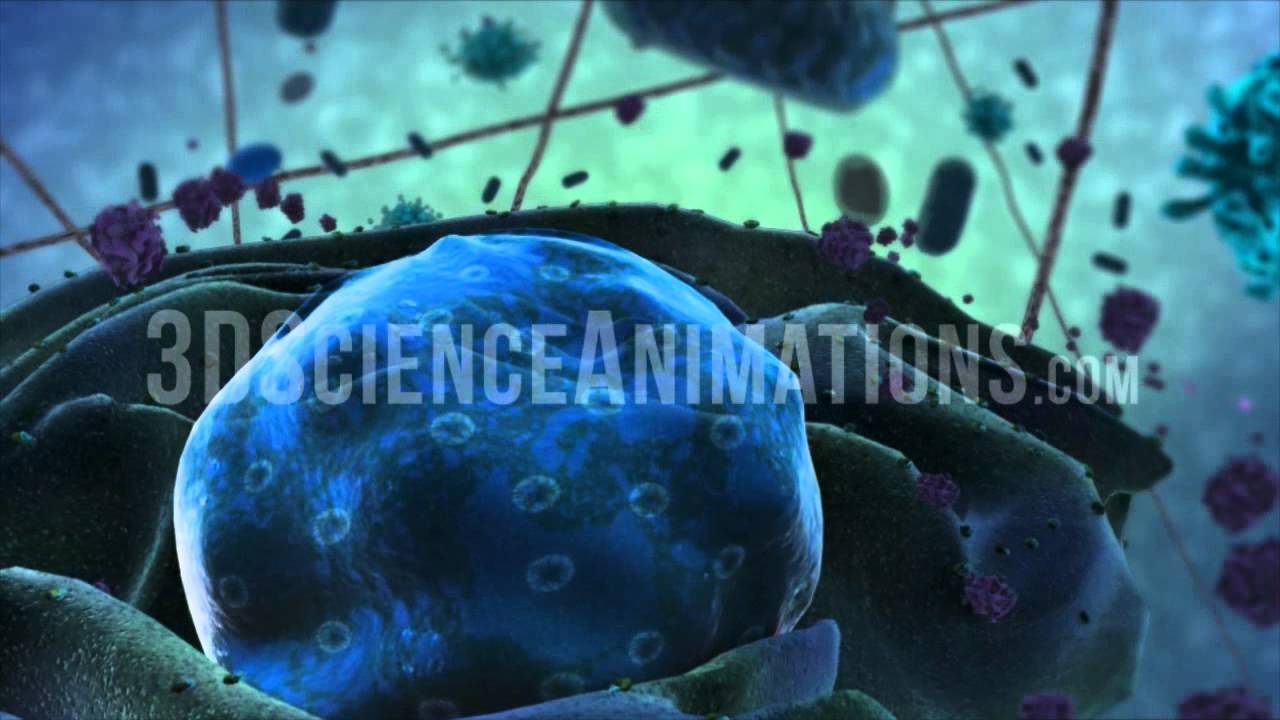 Cell Exterior and Interior