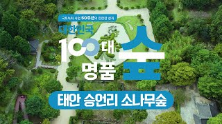[#100대명품숲] 솔잎의 향기가 가득 느껴지는 #태안_승언리_소나무숲