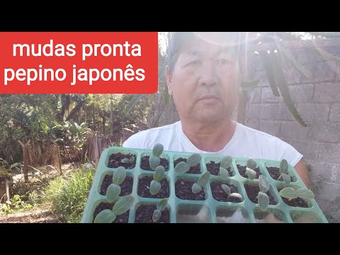 , title : 'Pepino japonês,  como iniciar  plantio, desde preparo do solo e mudas, até o transplante definitivo.'
