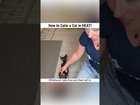How to Calm your Female Cat IN HEAT! 🔥❤️