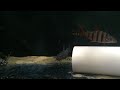 Synodontis angelicus Synodontis angelicus