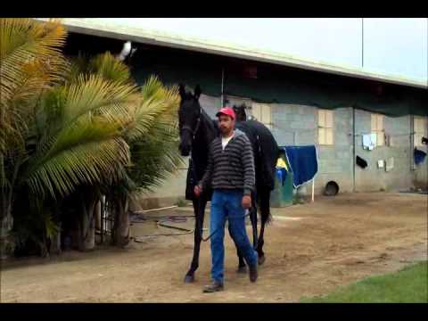 Eblouissante workout and the backside