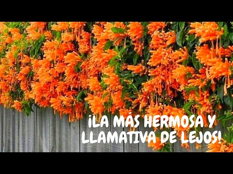 , title : 'Llamarada planta trepadora: cuidados básicos | ¡Increíbles flores naranjas que resaltan!'