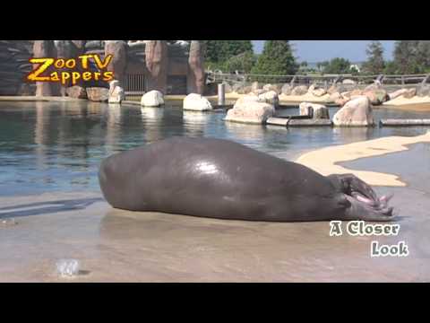 Zoo Safari - Walrus - odobenus rosmarus