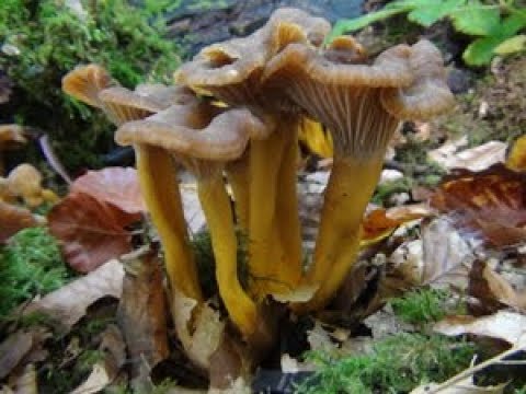 Identifying the Winter Chanterelle, Craterellus tubaeformis, Yellow Legs