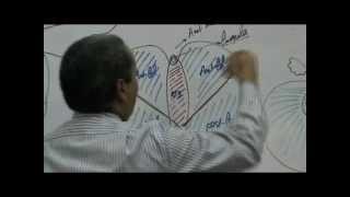 Dr. Ahmed Galal Neuro 8