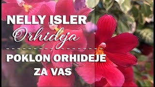 Orhideja Nelly Isler - OSVOJI POKLON 7 ORHIDEJA  ZA TEBE - uskoro 5000 pretplatnika !