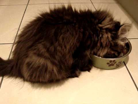Why cats need canned food