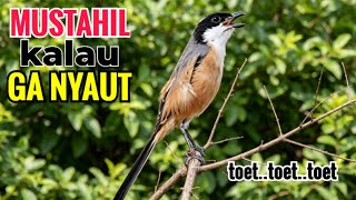 Download lagu SUARA CENDET GACOR || TOET TOET biangnya bikin cendet jenis apapun langsung nyaut emosi ikutan bunyi mp3