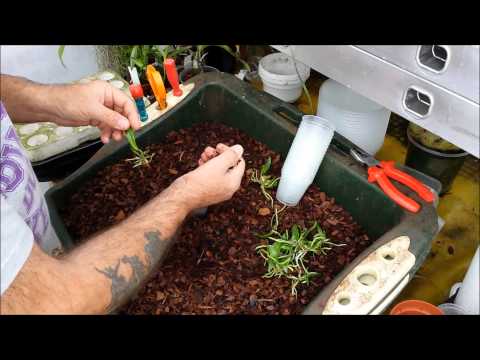 Deflasking or de flasking orchid seedlings