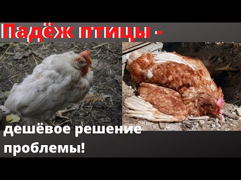 , title : 'Почему Дохнут куры? Болезни кур несушек и их лечение народными средствами'