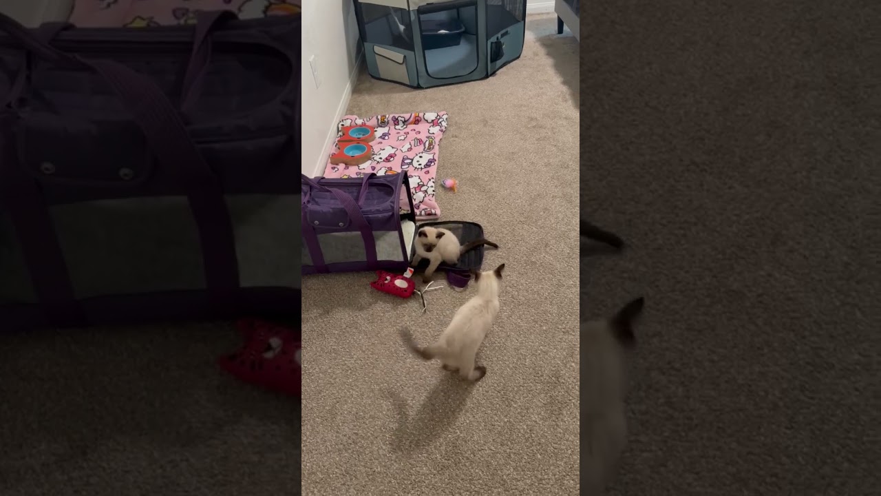 Enlarge Ube, an adopted Domestic Short Hair in Indianapolis, IN video 3/6