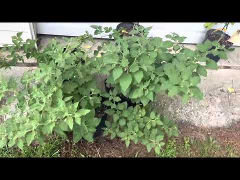 Musho, Jaltomata Cajacayensis, update/small fruits