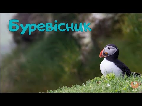 🦈🦤 Тварини для дітей. Тваринний світ Антарктиди. Знайко-дізнайка. #звукитварин #твариниукраїнською