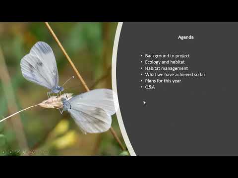 Saving the Wood White - project update