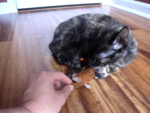 Rosalyn LOVES to play!