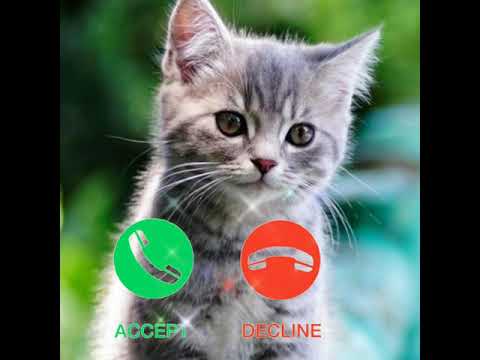 cute cat 🐈 sms ringtone