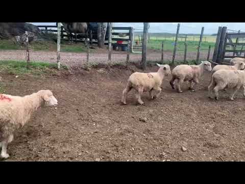 Rincon de los Negros romney marsh borregas 2 dientes mo
