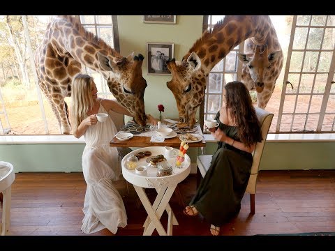 download lagu mp3 mp4 Giraffe Manor el Kenya, download lagu Giraffe Manor el Kenya gratis, unduh video klip Giraffe Manor el Kenya