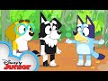 Bluey Plays Shop ️ Bluey Disney Junior