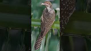 Download lagu Suara panggil burung Tuwu liar cocok untuk suara pikatan mp3 Download lagu Suara panggil burung Tuwu liar cocok untuk suara pikatan mp3