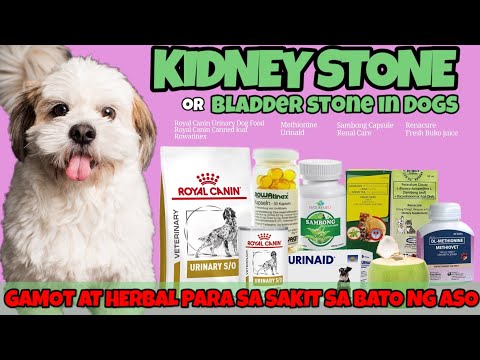 GAMOT SA KIDNEY STONE/ BLADDER STONE/ Urinary Track Infection IN DOGS #dog #shihtzu #kidneydisease