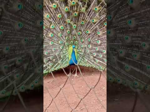 granja oñondivemi 🇵🇾🇵🇾