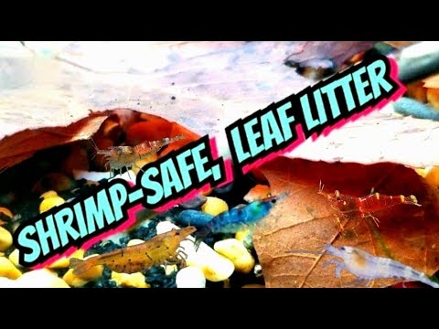 download lagu mp3 mp4 Grape Tannin Substitute, download lagu Grape Tannin Substitute gratis, unduh video klip Grape Tannin Substitute
