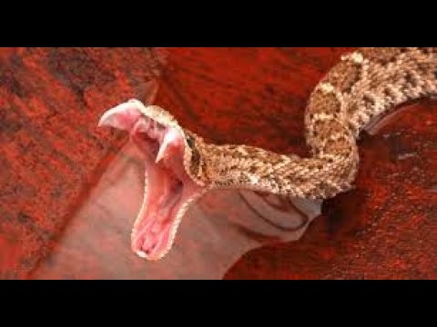 download lagu mp3 mp4 Omwh, download lagu Omwh gratis, unduh video klip Omwh
