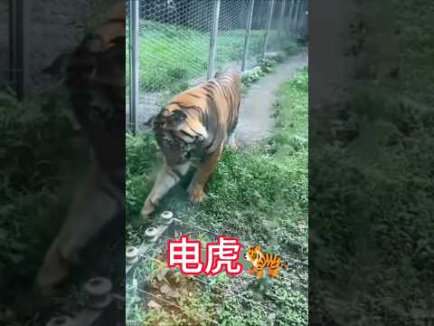 Animal vs electric fence #funny #animals #funnyanimals #electric