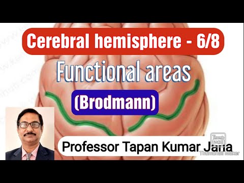 Functional areas of brain l Brodmann's area l