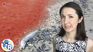 UNTOLD | Killer Tides