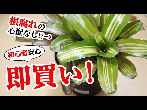 園芸 テネリフェ島バグロス