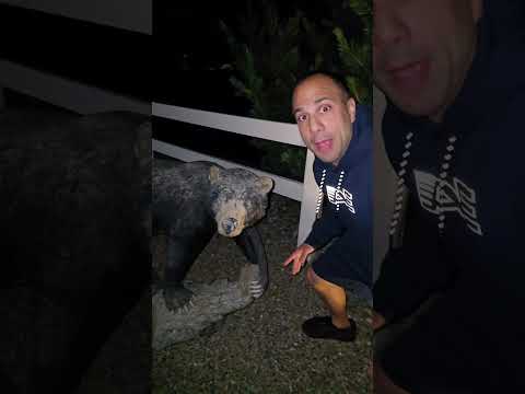 There was a bear in the dark