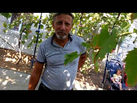 lautarii la vartop 2017