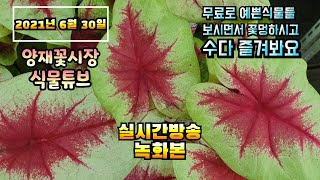 2021년 6월30일 수요일 예쁜식물들 보면서 수다떨어봐요 #양재꽃시장 #식물튜브