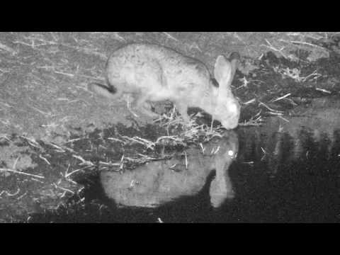 Djuma: Scrub Hare drinking - 19:55 - 10/02/18
