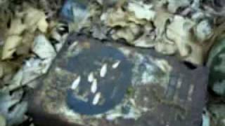 willie nelson - sweet memories