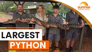 Australian Reptile Park weighs its largest python | Sunrise
