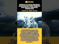 SAHABAT RASULULLAH SAW YANG TAMPAN HINGGA MALAIKAT MENYERUPAINYA Shorts