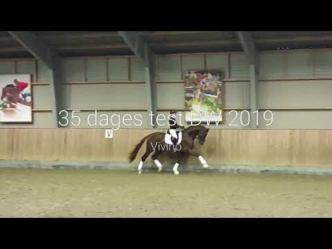 Vivino - DW 35 day stallion test 2019