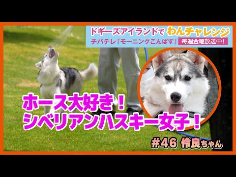 ホース大好きシベリアンハスキー女子【ドギーズアイランドでわんチャレンジ】#46伶良ちゃん