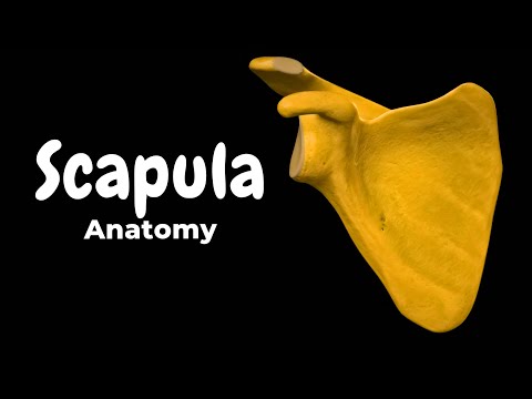 Scapula (Shoulder Blade): Landmarks, Borders & Surfaces | Anatomy