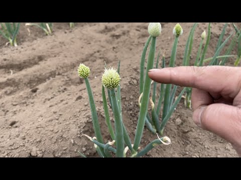  2024年の夏ネギの種まきはいつ?それを行う方法と苗の温度はどれくらいですか？  庭園