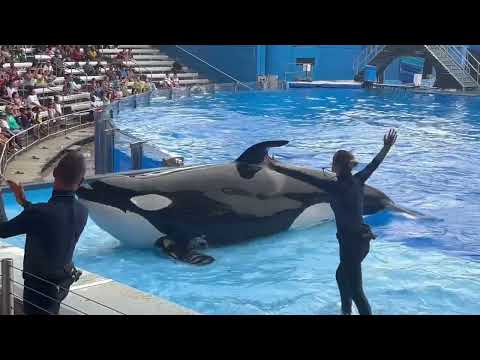 SeaWorld Orlando Orca Encounter | Female Orcas Full Show Highlights 4K (9-10-22)